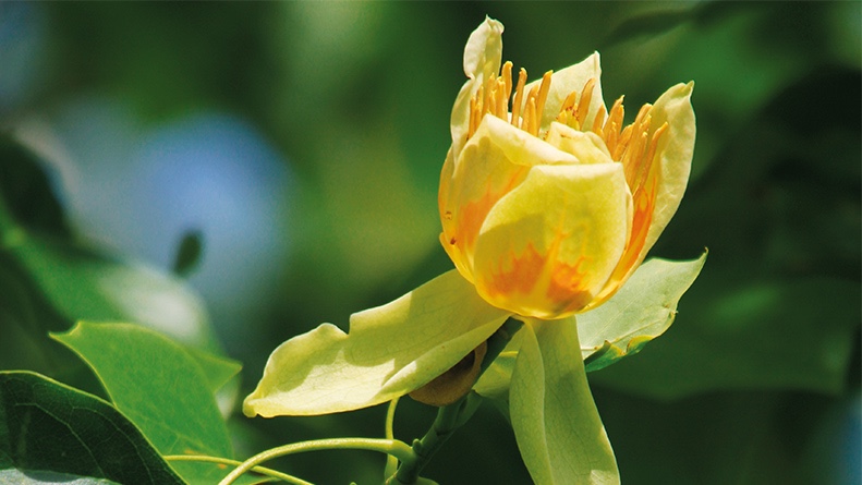WITTENSTEIN Weltgarten amerikanischer Tulpenbaum WITTENSTEIN Weltgarten amerikanischer Tulpenbaum