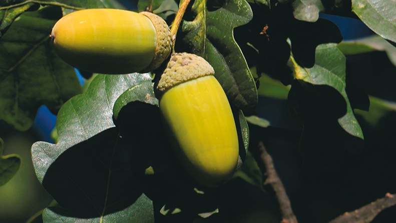 WITTENSTEIN Weltgarten deutsche Eiche WITTENSTEIN Weltgarten deutsche Eiche