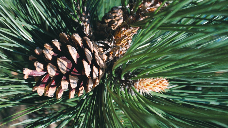 WITTENSTEIN Weltgarten Krummholz-Kiefer WITTENSTEIN Weltgarten Krummholz-Kiefer