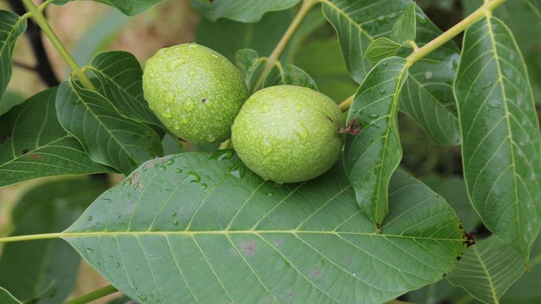 WITTENSTEIN Weltgarten gew?hnlicher Nussbaum WITTENSTEIN Weltgarten gew?hnlicher Nussbaum